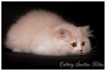 Smitten Kitten English Marmalady 12 weken oud